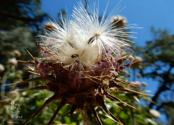 Silybum marianum (L.) Gaertn. - Image 5