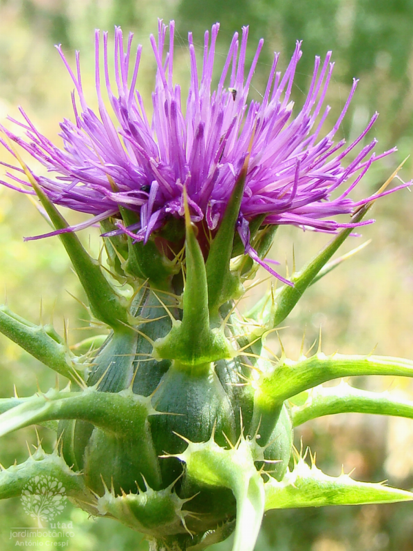 Silybum marianum (L.) Gaertn.