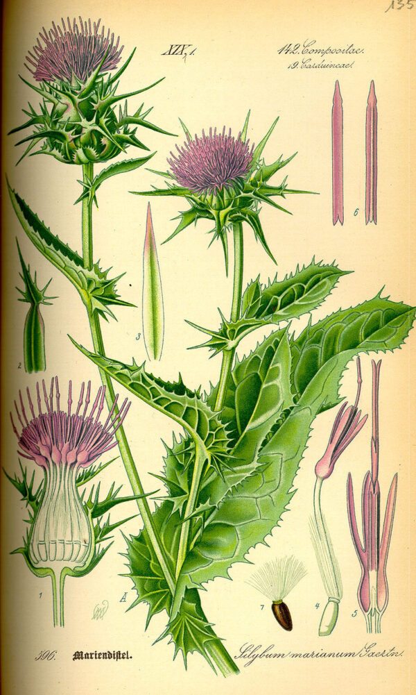 Silybum marianum (L.) Gaertn. - Image 6