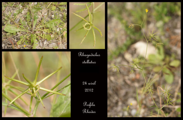 Rhagadiolus stellatus (L.) Gaertn. - Image 2