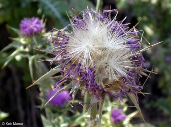 Silybum marianum (L.) Gaertn. - Image 4