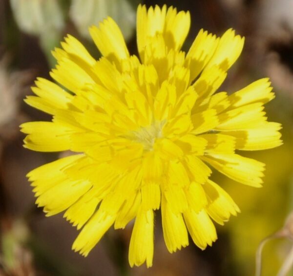 Tolpis virgata (Desf.) Bertol. - Image 3
