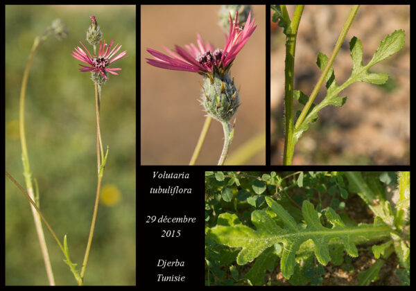 Volutaria tubuliflora (Murb.) Sennen - Image 2