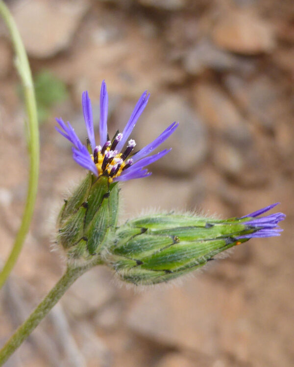 Volutaria crupinoides (Desf.) Cass. ex Maire