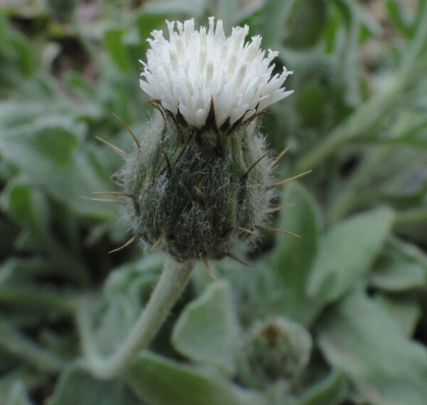 Volutaria muricata (L.) Maire - Image 4