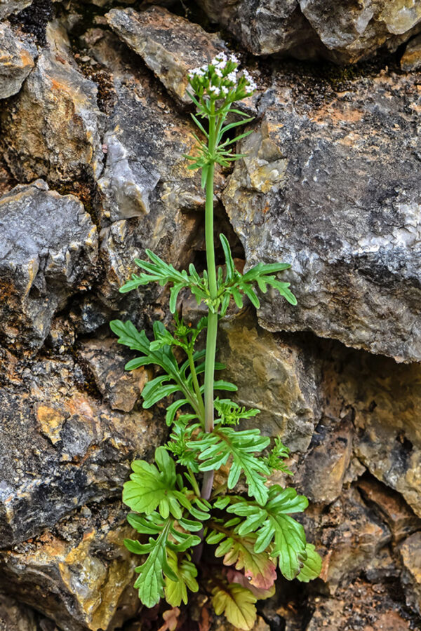Valeriana calcitrapae L.