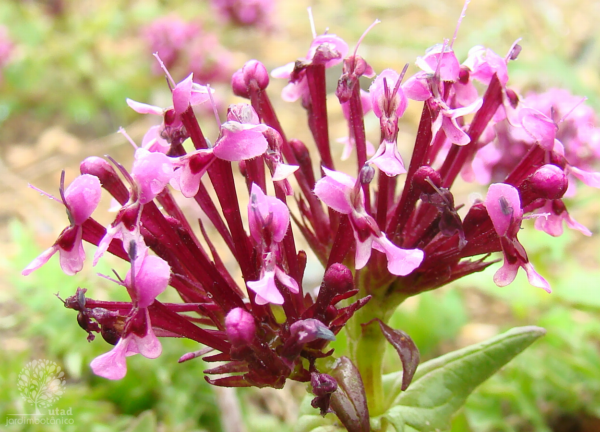 Valeriana cornucopiae L.
