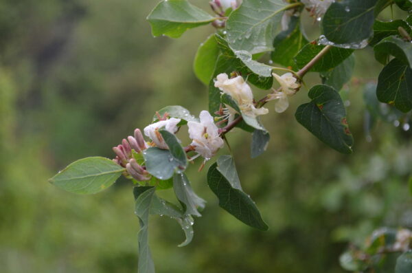 Lonicera nummulariifolia Jaub. & Spach - Image 3