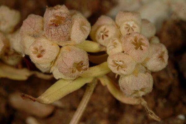 Valeriana vesicaria (L.) Mill. - Image 5