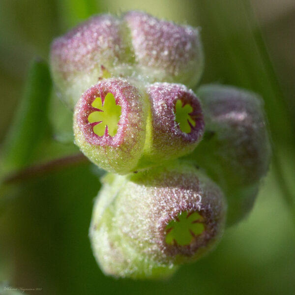 Valeriana vesicaria (L.) Mill. - Image 4