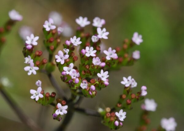 Valeriana calcitrapae L. - Image 3