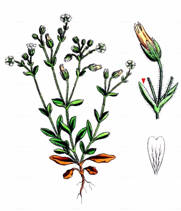 Cerastium pumilum Curtis - Image 8