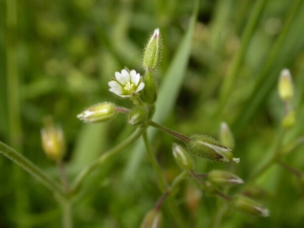 Cerastium semidecandrum L. - Image 2