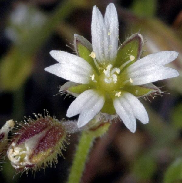 Cerastium semidecandrum L.