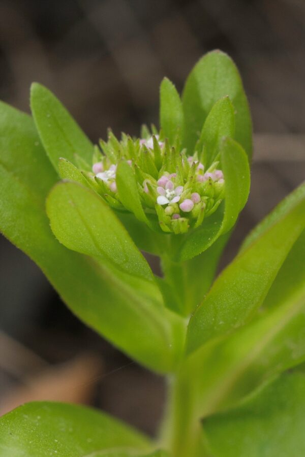 Valerianella abyssinica Fresen