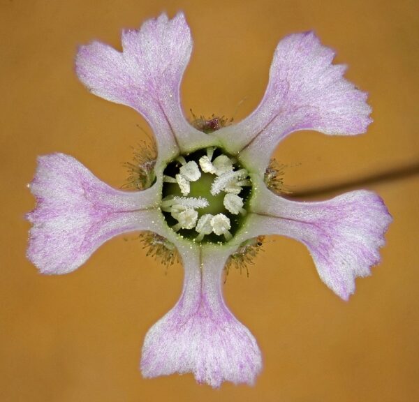 Gypsophila pilosa Huds.
