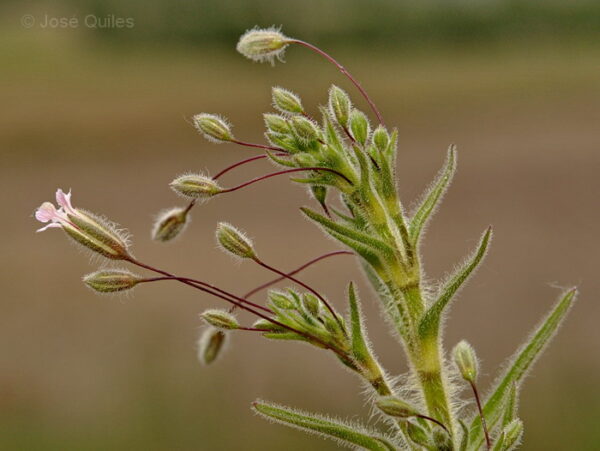 Gypsophila pilosa Huds. - Image 4