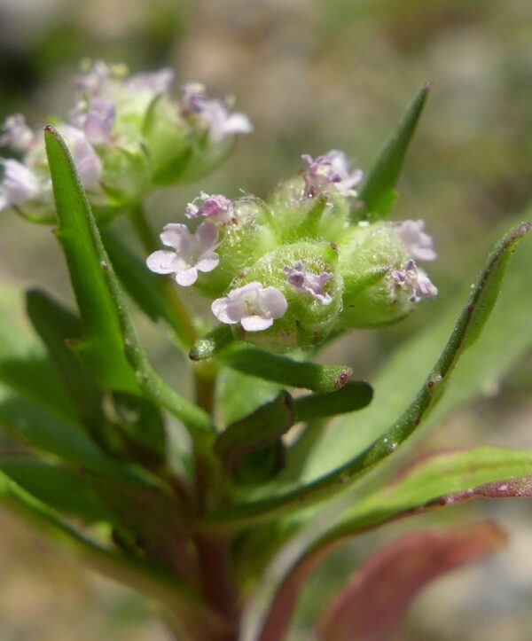 Valeriana vesicaria (L.) Mill. - Image 2