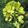 Sinapis alba L.