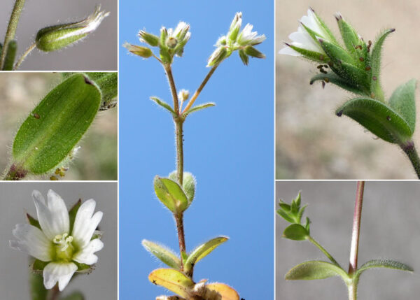 Cerastium pumilum Curtis - Image 7