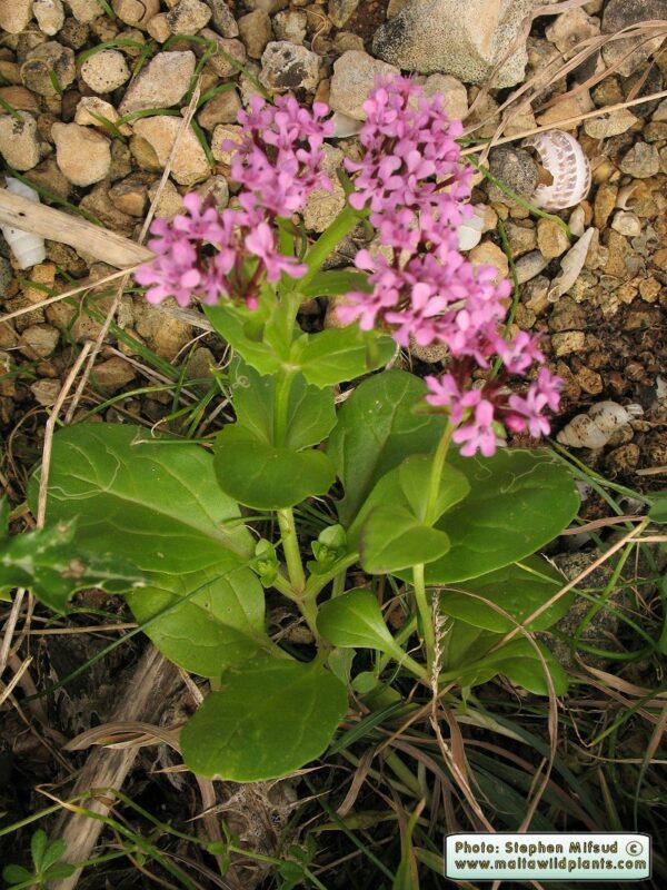 Valeriana graciliflora (Fisch. & C.A.Mey.) Byng & Christenh - Image 4