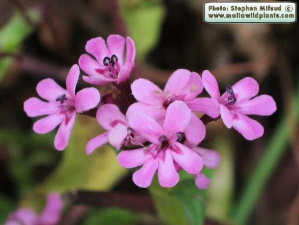 Valeriana graciliflora (Fisch. & C.A.Mey.) Byng & Christenh - Image 2