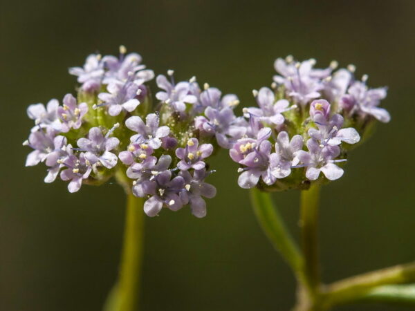 Valeriana discoidea (L.) Willd. - Image 2