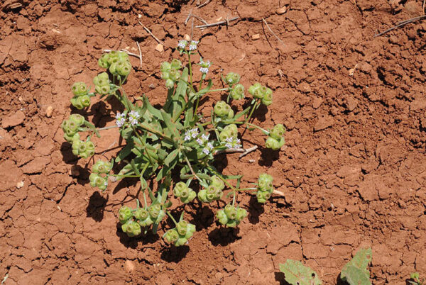 Valeriana vesicaria (L.) Mill.