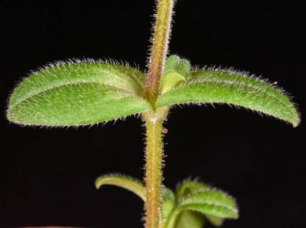 Cerastium semidecandrum L. - Image 3