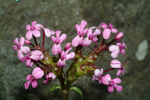 Valeriana graciliflora (Fisch. & C.A.Mey.) Byng & Christenh
