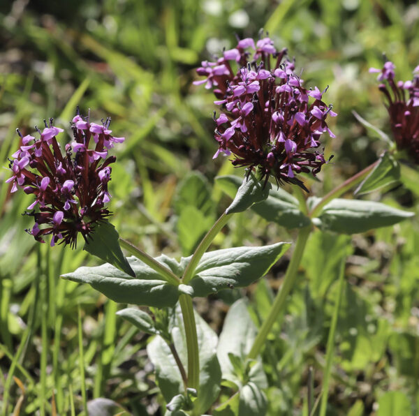 Valeriana cornucopiae L. - Image 2