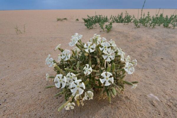 Silene villosa Forssk.