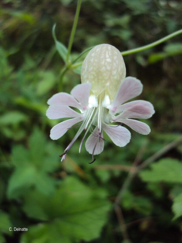 Silene vulgaris (Moench) Garcke