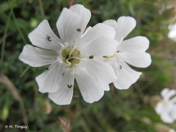 Silene vulgaris (Moench) Garcke - Image 2
