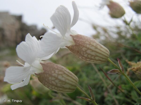 Silene vulgaris (Moench) Garcke - Image 3