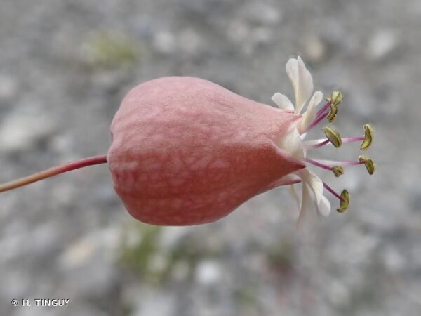 Silene vulgaris (Moench) Garcke - Image 5