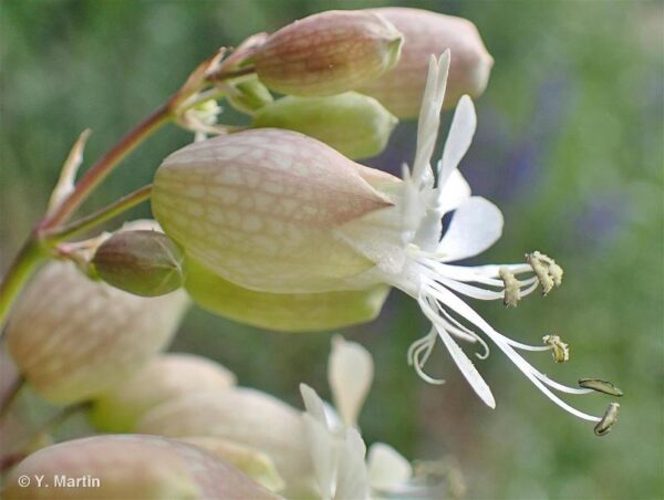 Silene vulgaris (Moench) Garcke - Image 4