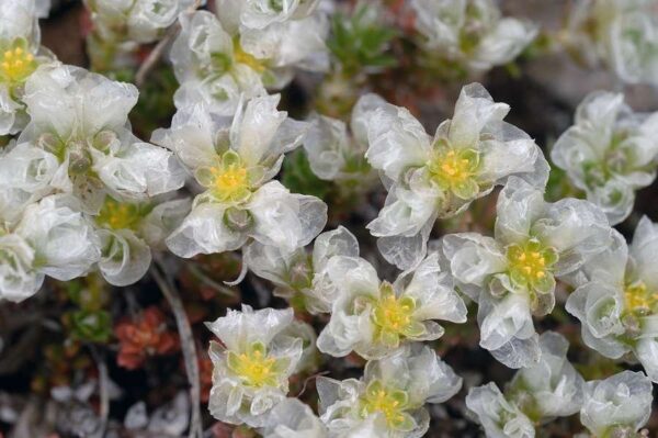 Paronychia kapela (Hacq.) A.Kern.