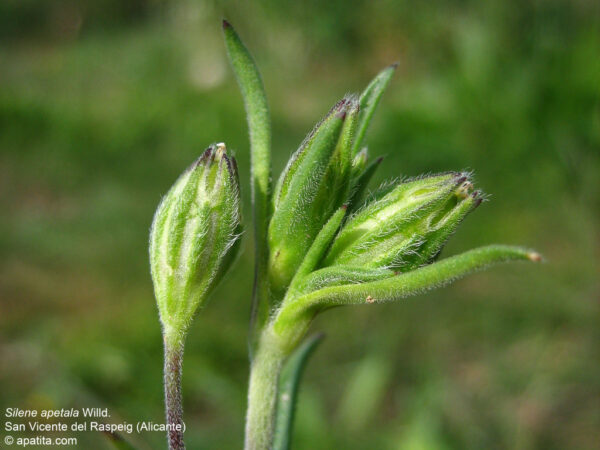 Silene apetala Willd. - Image 4
