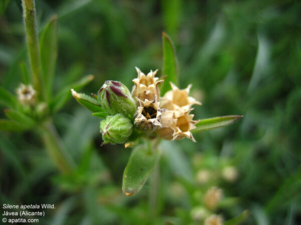 Silene apetala Willd. - Image 5