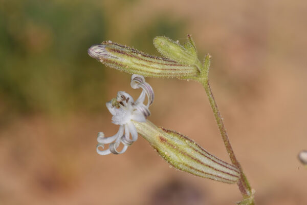Silene arabica Boiss. - Image 2