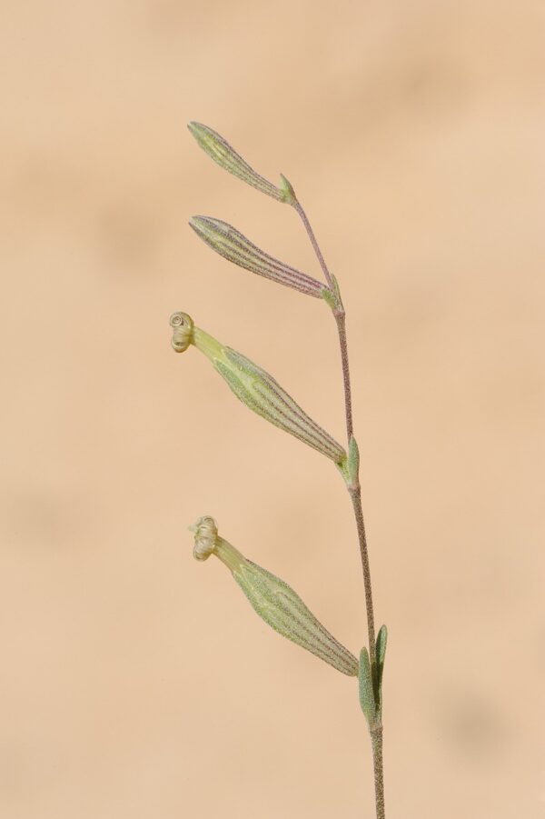 Silene vivianii Steud - Image 2