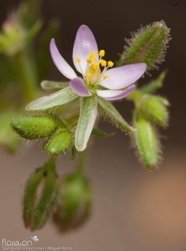 Spergularia bocconei (Scheele) Graebn. - Image 2