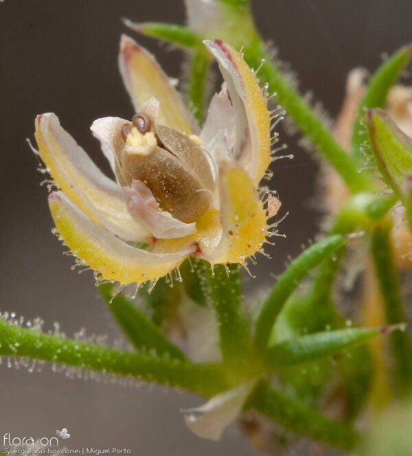 Spergularia bocconei (Scheele) Graebn. - Image 4