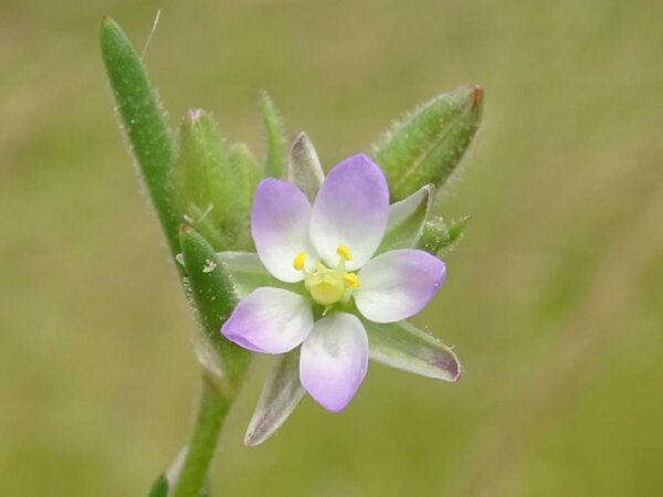 Spergularia bocconei (Scheele) Graebn.