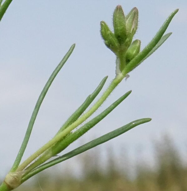 Spergularia bocconei (Scheele) Graebn. - Image 3