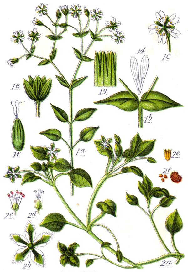 Stellaria media (L.) Vill. - Image 6