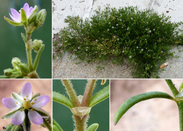 Spergularia bocconei (Scheele) Graebn. - Image 6