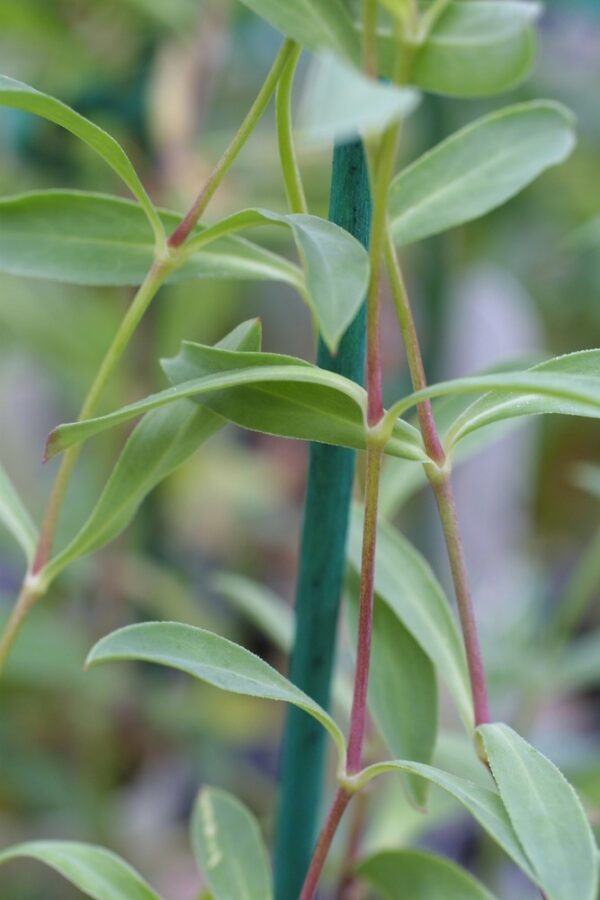 Silene vulgaris (Moench) Garcke - Image 6