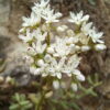 Sedum album L. - Image 4